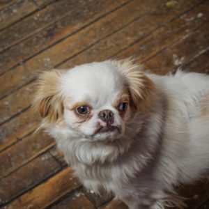 Frankie’s dog, lemon is facing the camera but his eyes are looking off to the right. He is small and has long, white and orange hair. His snout is short and he has a cute, grumpy look on his face due to his underbite.